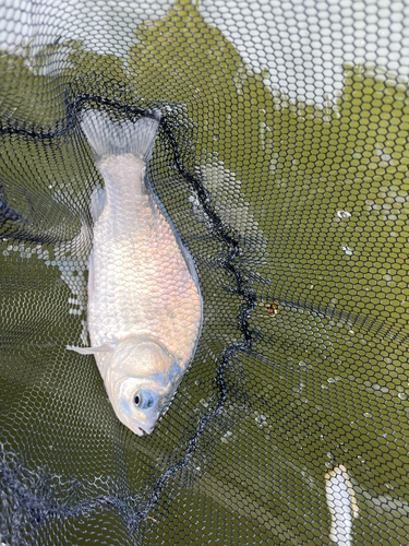 ヘラブナの釣果