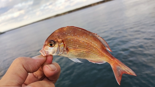 チャリコの釣果