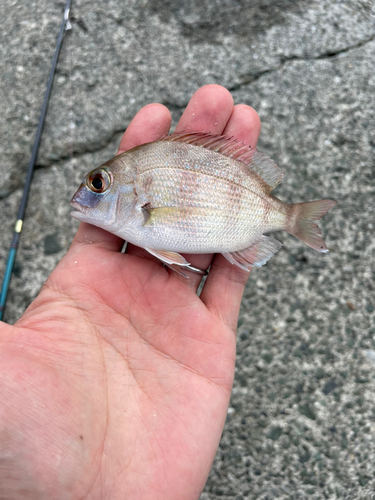 コダイの釣果