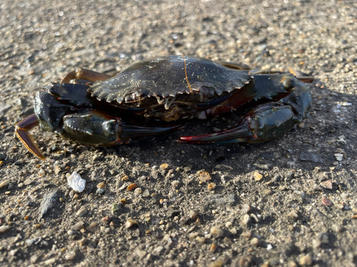 イシガニの釣果