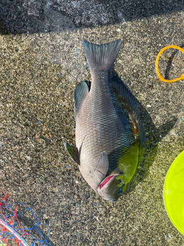 メジナの釣果