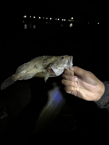 釣果