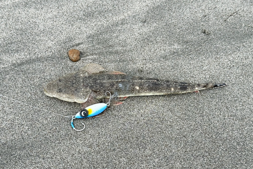 マゴチの釣果