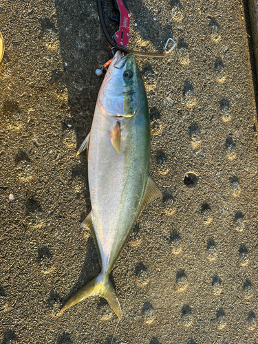 ツバスの釣果