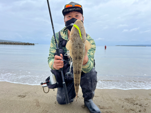 マゴチの釣果