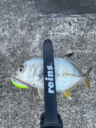 メッキの釣果