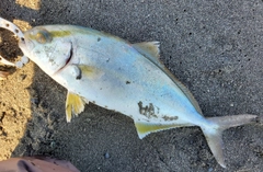 ショゴの釣果