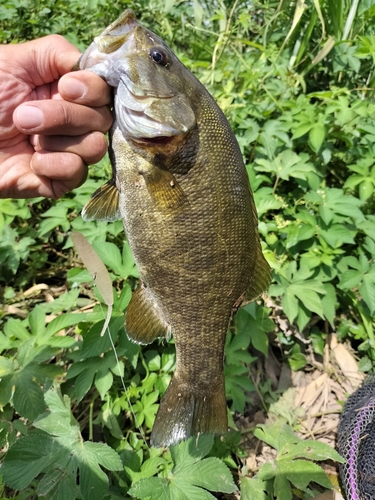 スモールマウスバスの釣果