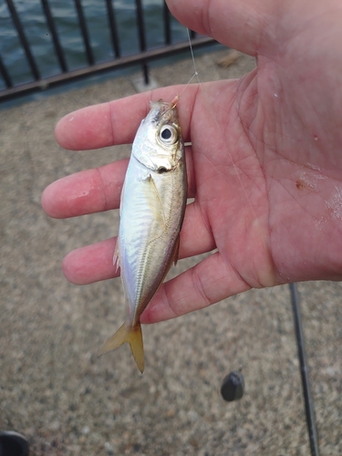 マアジの釣果