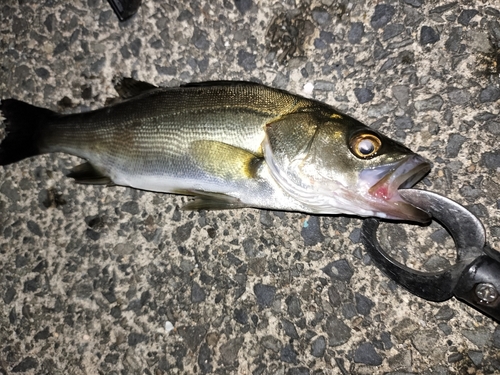 スズキの釣果