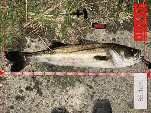 シーバスの釣果