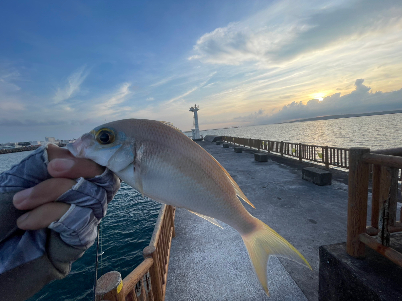 ヒトスジタマガシラ