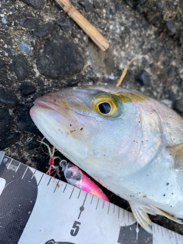 ショゴの釣果