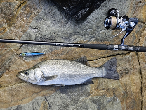 ヒラスズキの釣果