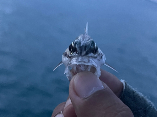 リュウキュウヤライイシモチの釣果