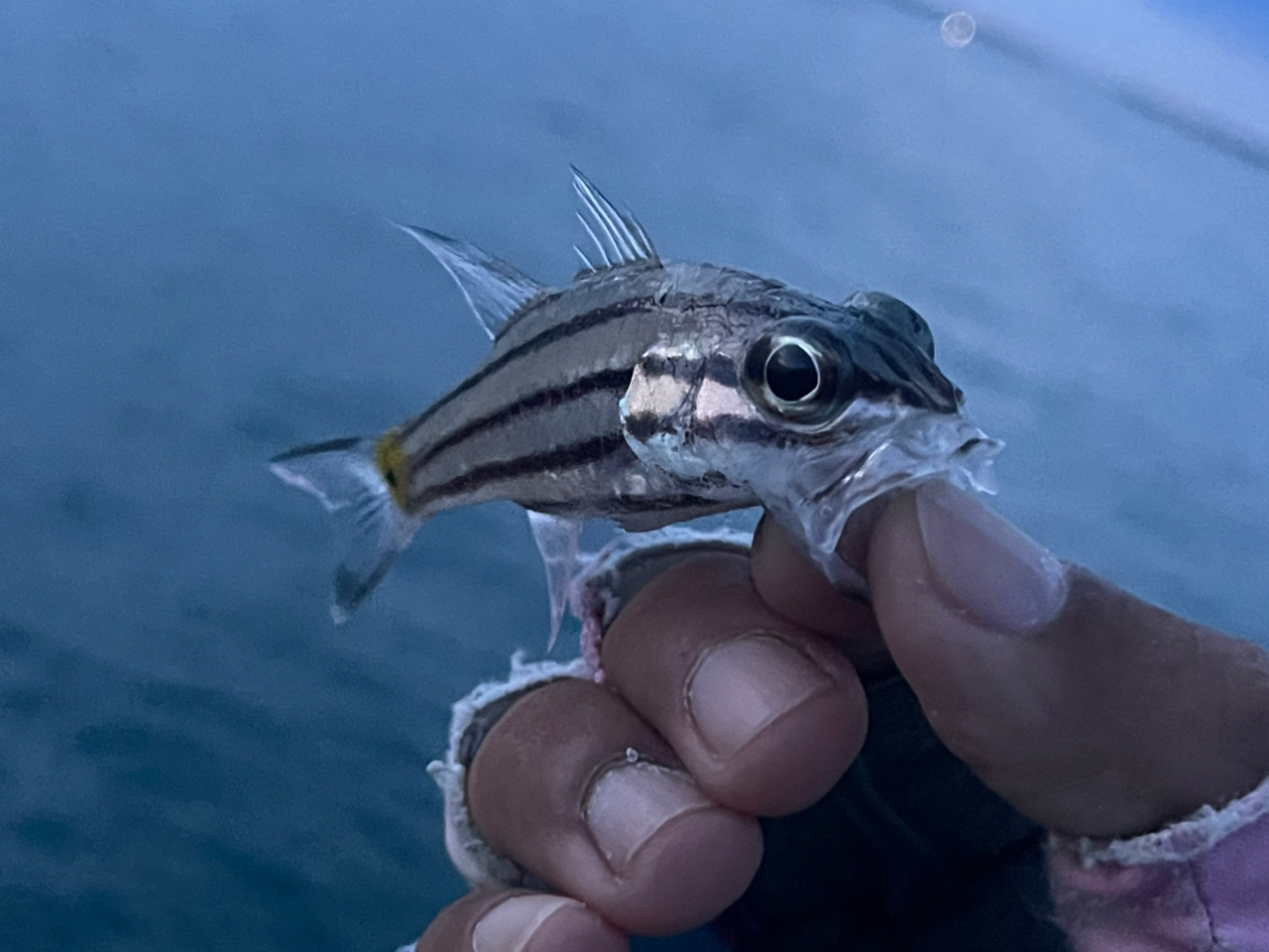 リュウキュウヤライイシモチ