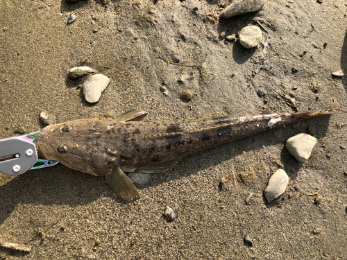 マゴチの釣果