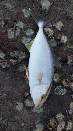 ネリゴの釣果