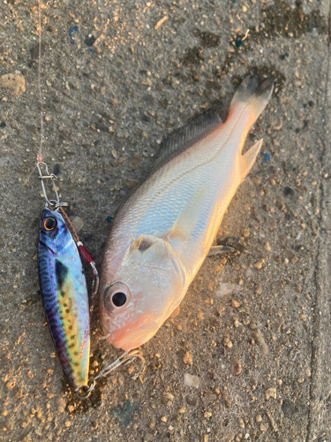 シログチの釣果