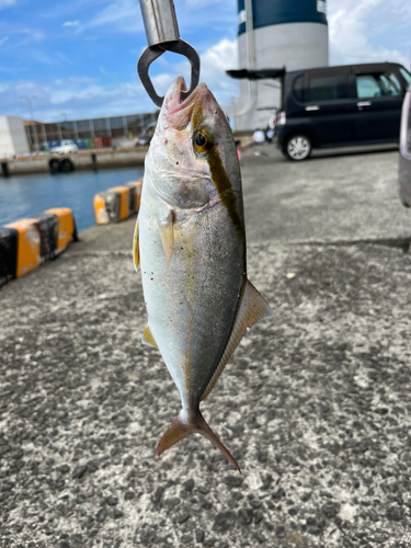 ネリゴの釣果