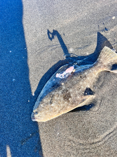 ヒラメの釣果