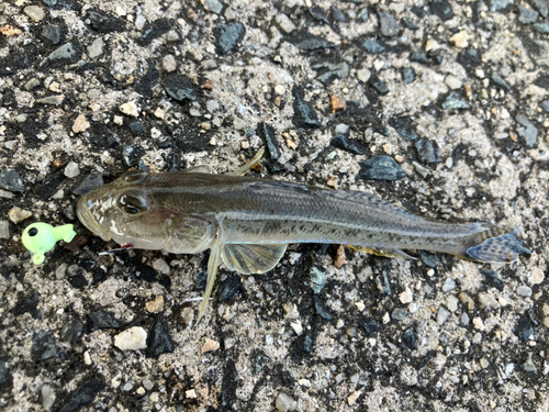 ハゼの釣果