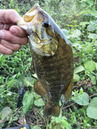 スモールマウスバスの釣果