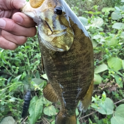 スモールマウスバス