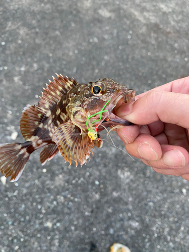 カサゴの釣果