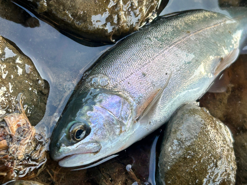 ホウライマスの釣果