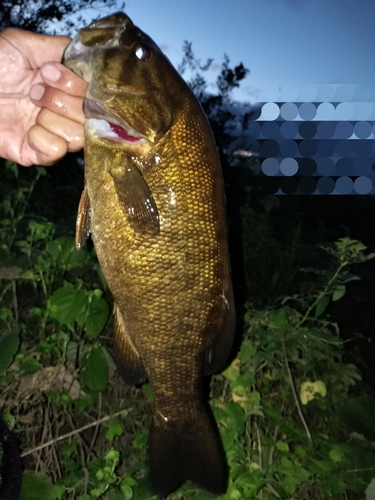 スモールマウスバスの釣果