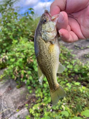 ラージマウスバスの釣果