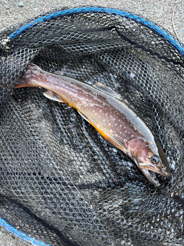 イワナの釣果