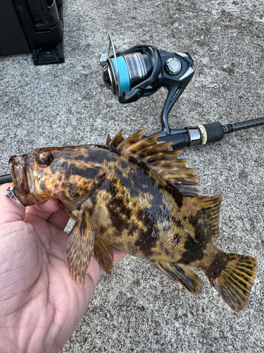 タケノコメバルの釣果