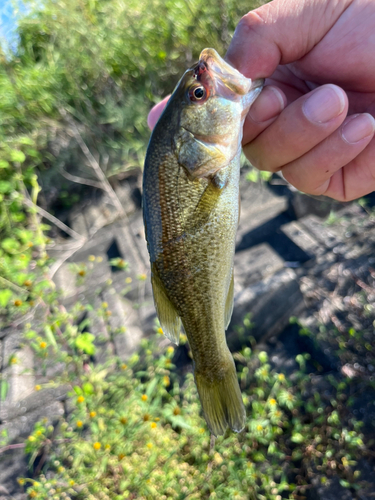 ラージマウスバスの釣果