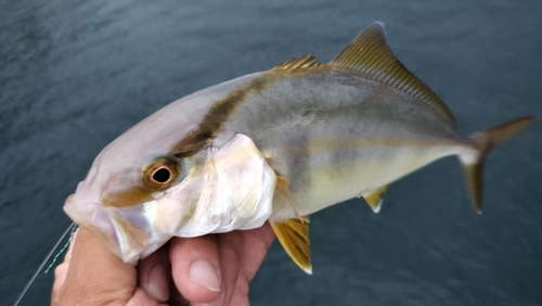 ショゴの釣果