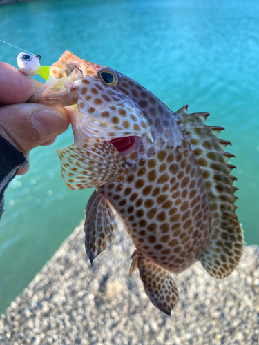 オオモンハタの釣果