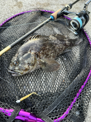 クロソイの釣果