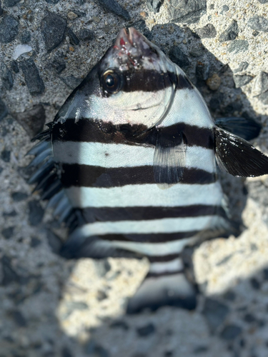 サンバソウの釣果