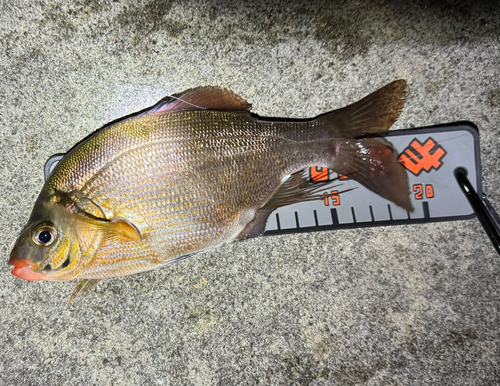 ウミタナゴの釣果