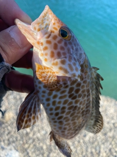 オオモンハタの釣果