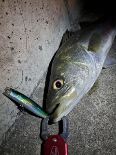 シーバスの釣果