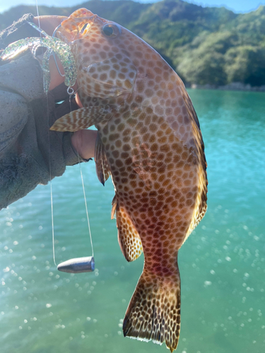 オオモンハタの釣果