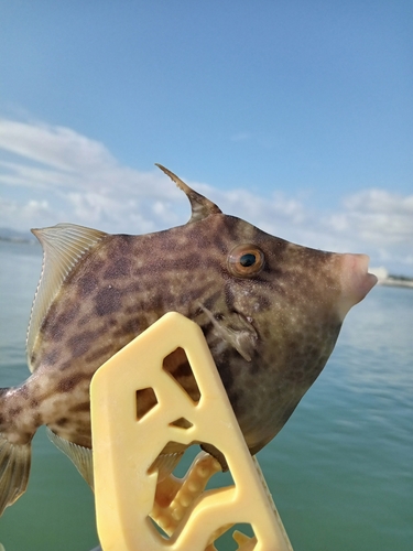 カワハギの釣果