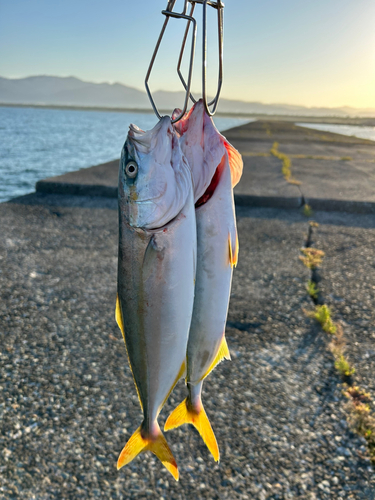 フクラギの釣果