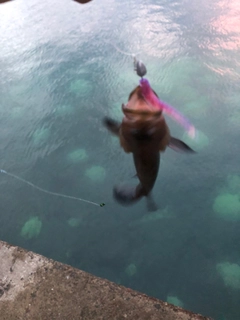 ヤミハタの釣果