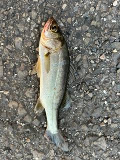 セイゴ（マルスズキ）の釣果