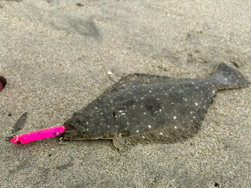 ヒラメの釣果