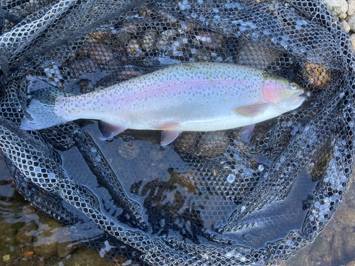 ニジマスの釣果