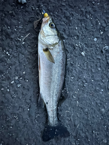 セイゴ（マルスズキ）の釣果